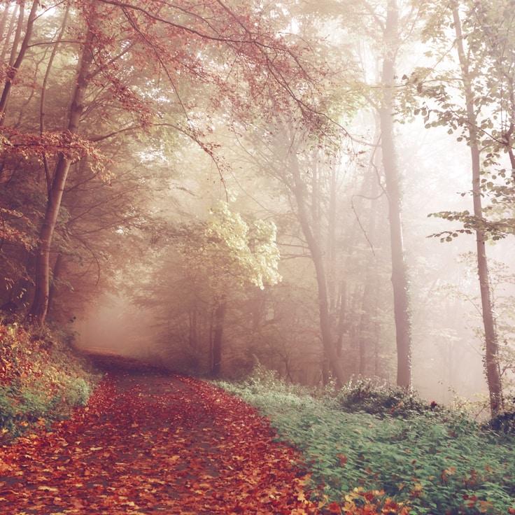 Protected areas overview